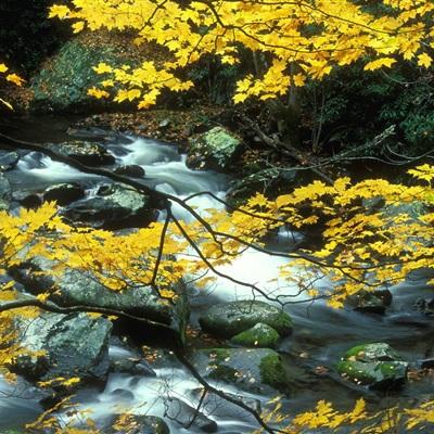 246天天好彩app下载